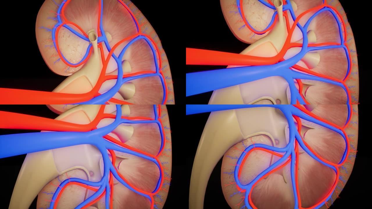 肾脏的生物动画。3D动画