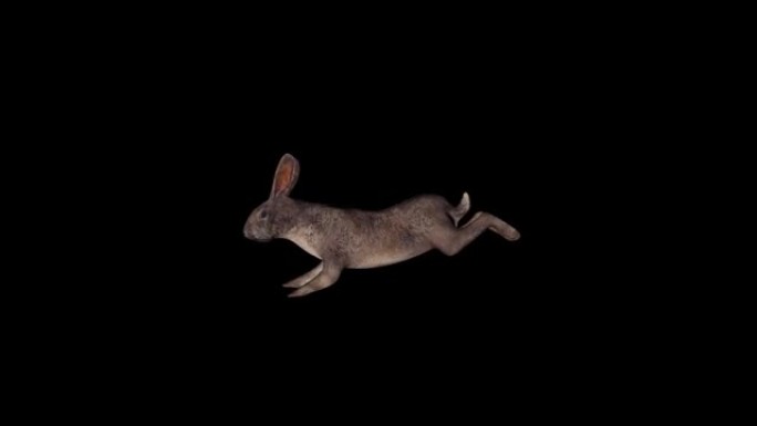 兔子跑侧视图