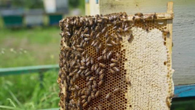 蜂巢旁边有蜂巢的蜂窝框架。蜂群在梳子周围爬行并密封细胞。背景模糊。