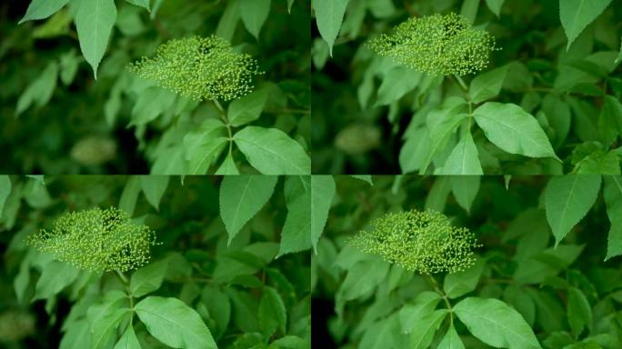 盛开的绿色接骨木浆果，慢动作的接骨木树枝