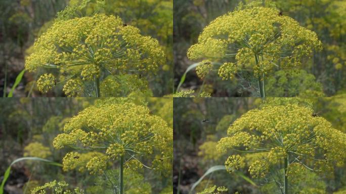 蜜蜂收集花蜜并提取蜂蜜