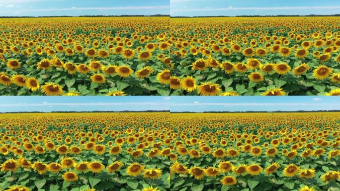 向日葵田的无人机视频。夏日艳阳天向日葵的4K鸟瞰图。缓慢的相机运动横跨农业向日葵作物田。