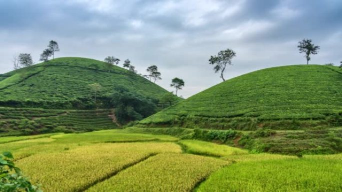 越南北部河内附近的Tan Son区Long Coc的茶园周围移动的雾和云的时间流逝