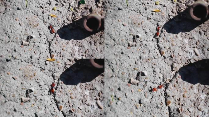 摄像机拍摄到两只红色虫子从上方爬在石头上