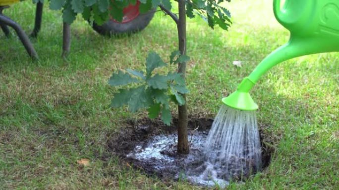 一个年轻人在花园里工作时，从喷壶里给橡树浇水。维护和平、自然、环境和生态的概念。
