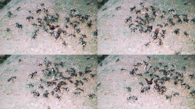 大团黑蚂蚁挖洞的录像。