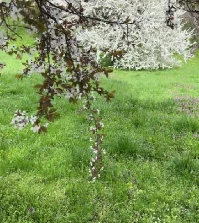 田园花园中的樱花开花树。美妙的春天绽放大自然。自然公园阳光明媚的一天。绿色新鲜的树叶在微风中摇曳。盛