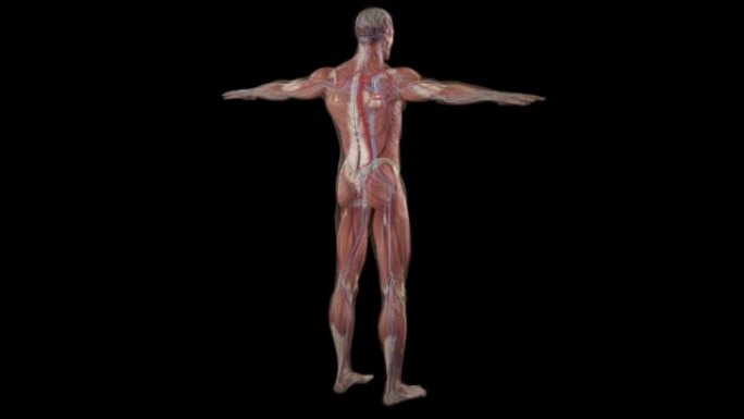 人体解剖学、肌肉、器官、骨头。3d渲染，3d解剖图谱