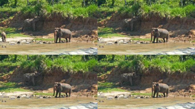河流中的大象-斯里兰卡