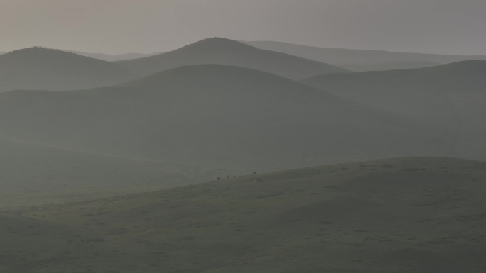 草原晨雾远处山顶吃草的牛