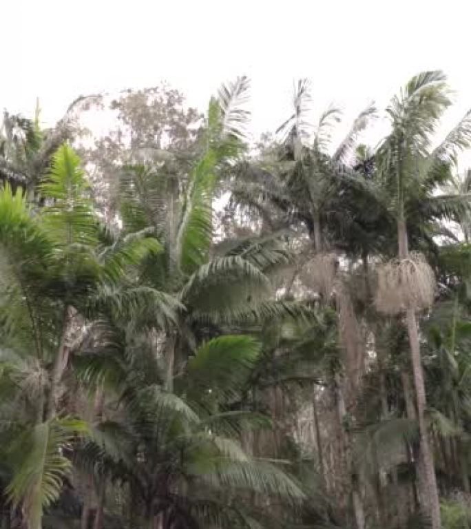 雨林丛林中的棕榈树热带丛林漫步冒险