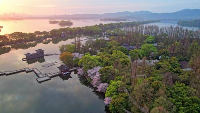 杭州西湖曲院风荷樱花日出大全景