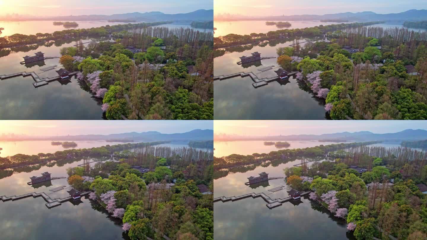 杭州西湖曲院风荷樱花日出大全景