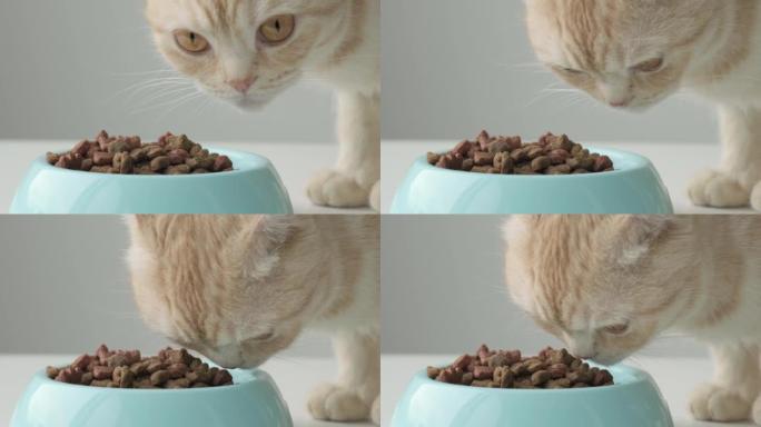 猫来到碗前，嗅着新的干饲料。红色英国苏格兰折叠猫与新食物。特写