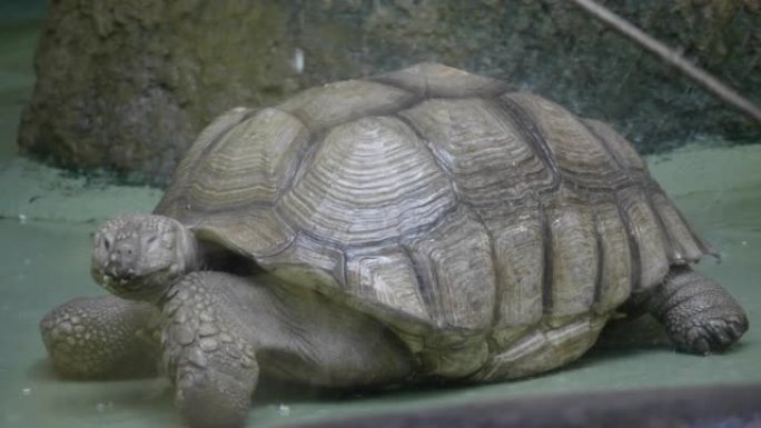 苏卡塔乌龟洗澡。