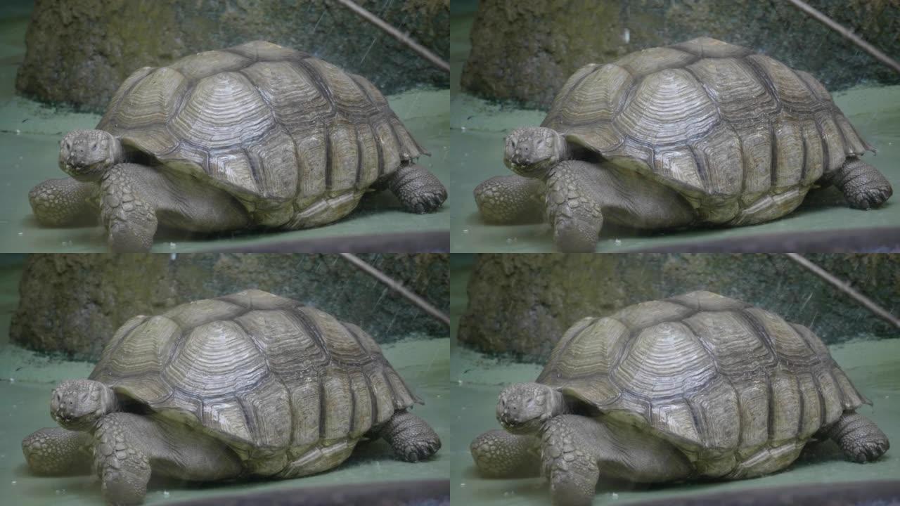 苏卡塔乌龟洗澡。