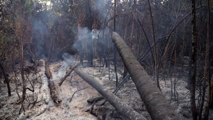 亚马逊雨林树木在非法砍伐森林中燃烧烟雾，为农业和畜牧业开放土地。环境、生态、气候变化和全球变暖的概念