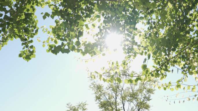逆光 树叶 天空 夏天 夏日阳光