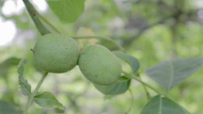 绿色生熟核桃在绿色外壳的树枝上。核桃水果。核桃是胡桃科胡桃属的任何树木的坚果