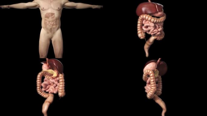 3D渲染插图消化系统。人体解剖学