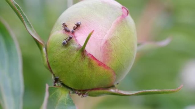 蚂蚁从牡丹花蕾中采集甜蜜蜜