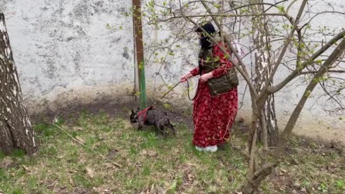 老年妇女在户外用皮带牵引法国斗牛犬。
