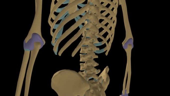 带关节囊3D的人体骨骼滑膜关节解剖