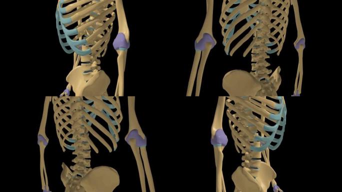 带关节囊3D的人体骨骼滑膜关节解剖