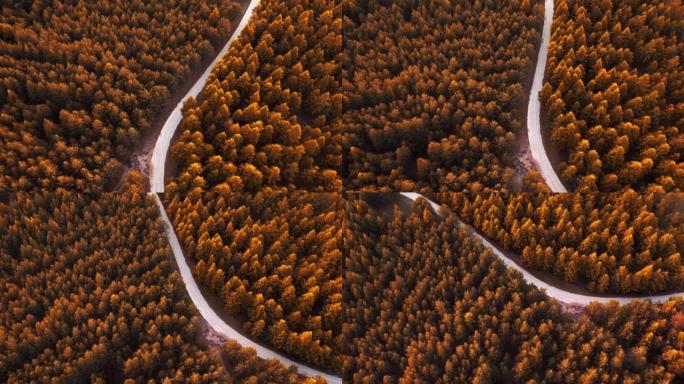 巨大的松树森林秋天森林航拍视频素材黄色树