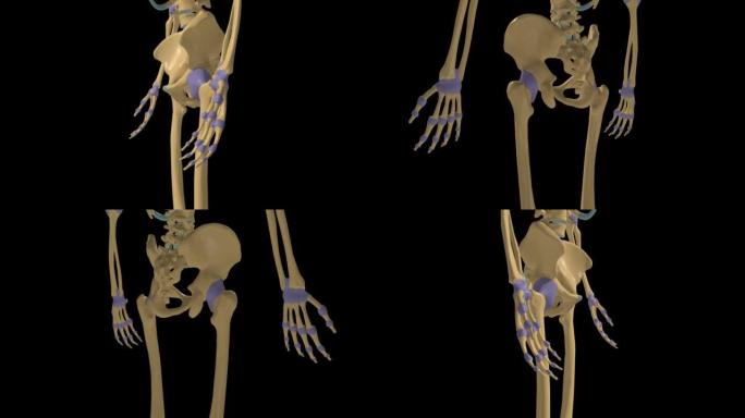 带关节囊3D的人体骨骼滑膜关节解剖