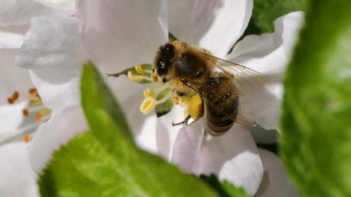 宏射蜜蜂授粉春树白花盛开。慢动作飞行蜜蜂覆盖着花粉，从白色苹果花中收集花蜜。春天的苹果花关闭。