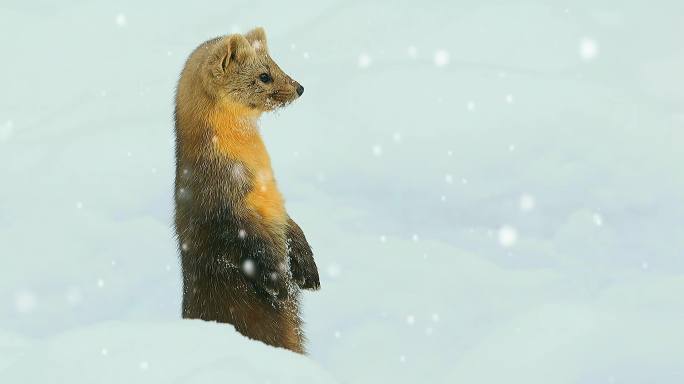 东北三宝之雪地精灵紫貂雪地里撒欢卖萌2