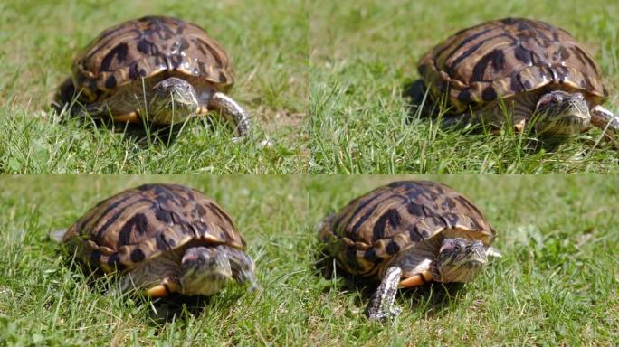 红耳成龟在草地上爬行。夏天在户外晒日光浴。特写。选择性聚焦。