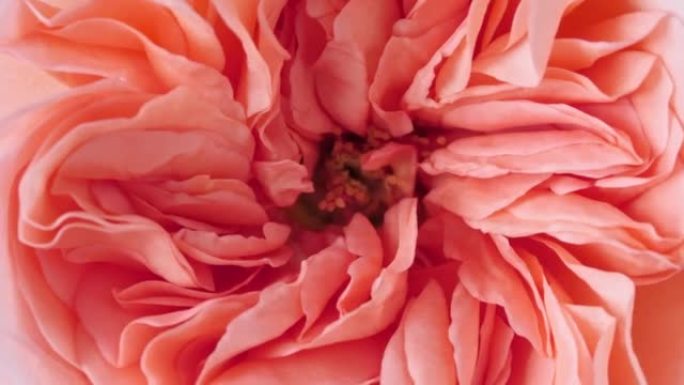 美丽的粉色玫瑰在白色背景上旋转，微距拍摄。巴德特写。盛开的粉红色玫瑰花开放。节日背景，情人节概念。