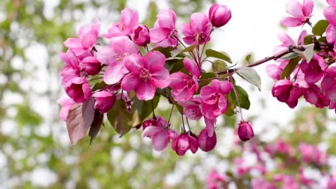盛开的海棠。野生苹果。春天的粉红色花朵。浅深的田野