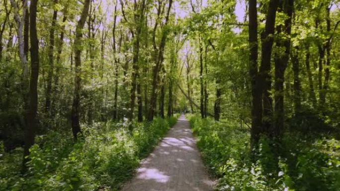 荷兰Achterhoek地区森林之间的循环路径