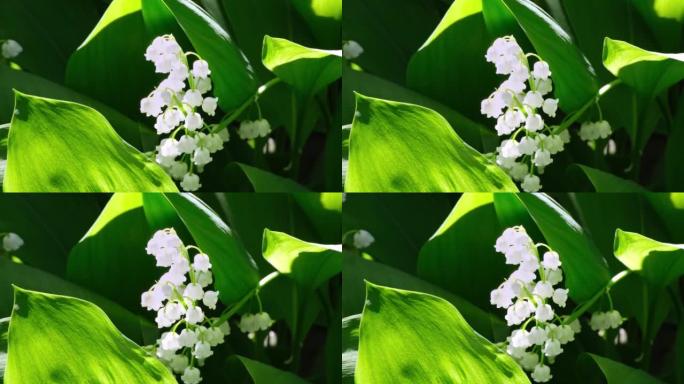 山谷的百合花盛开。Convallaria majalis特写。小白色的山谷百合花和年轻的绿叶。山谷第