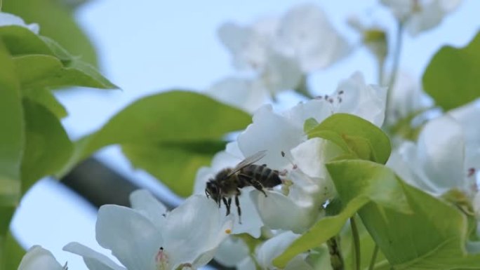 爱沙尼亚苹果树花顶上的一只大黑蜂