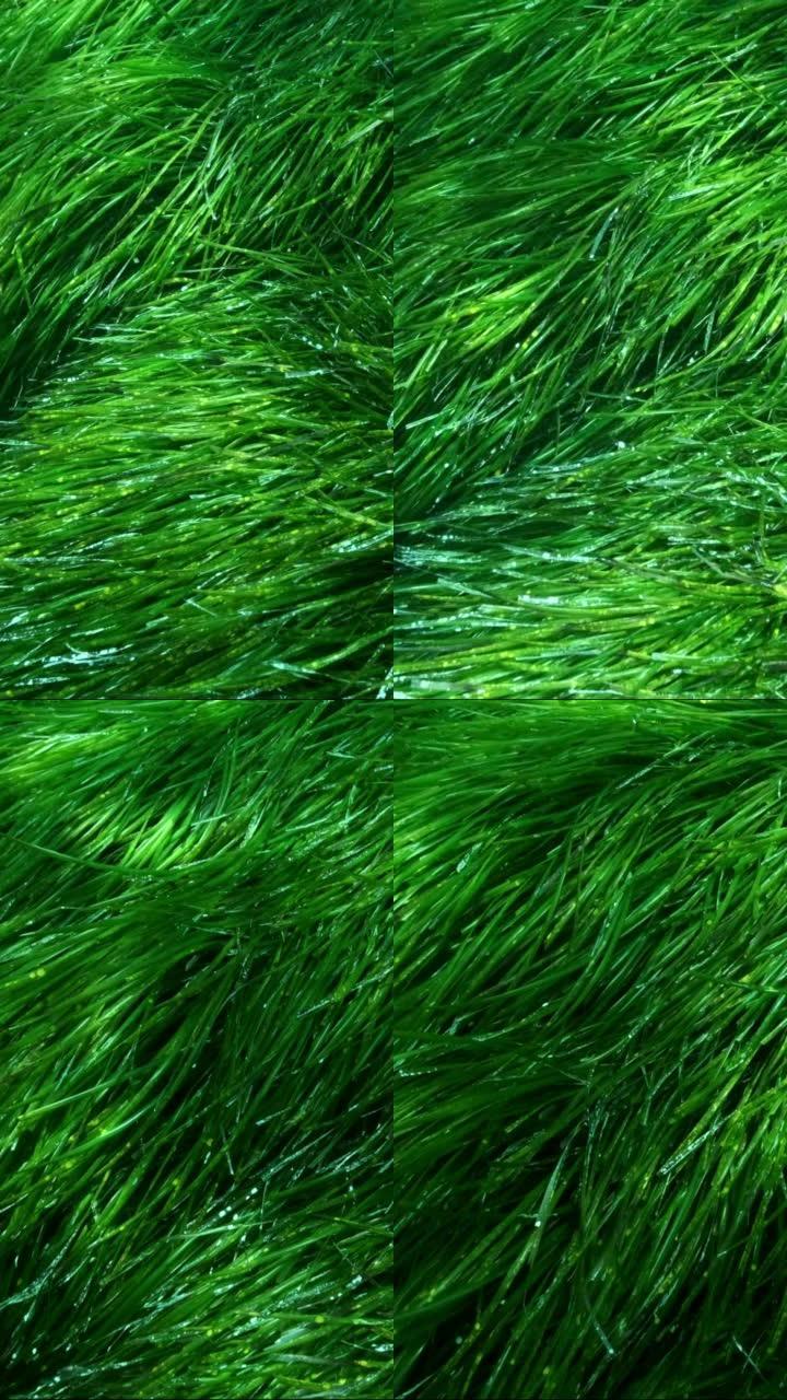 垂直视频: 阳光下绿色海洋草Posidonia茂密灌木丛的特写。摄像机在绿色海草地中海绦虫或海王星草