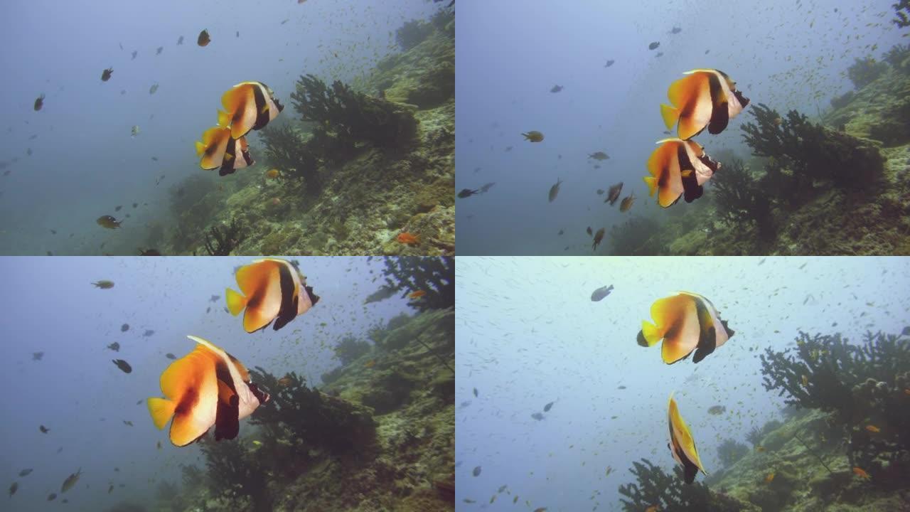 马尔代夫礁石上的旗鱼