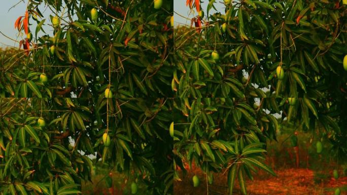 蓝天挂在树上的芒果，树上的芒果果实，树上的生芒果果实，美丽的芒果花园