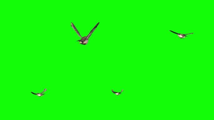 猫头鹰在绿色屏幕上飞翔