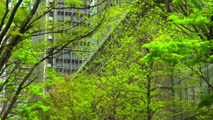 现代办公楼和树木绿化生存环境商圈步道