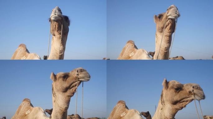 印度沙漠乡村的骆驼脸近距离录像