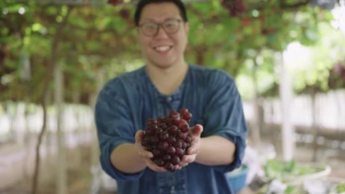 农场工人站在满满一桌收获的红葡萄前，抓起一束葡萄，带着灿烂的笑容向镜头展示。