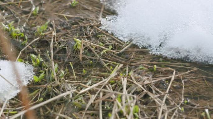 清泉溪流的寒冷使水充满活力，绿色植被的第一芽使河岸积雪。慢动作。