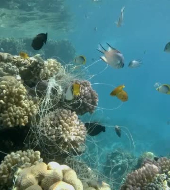 一条垂悬在珊瑚上的钓鱼线热带鱼在附近游动。丢失的钓鱼线挂在珊瑚礁的水下。摄像机向前移动。垂直视频。