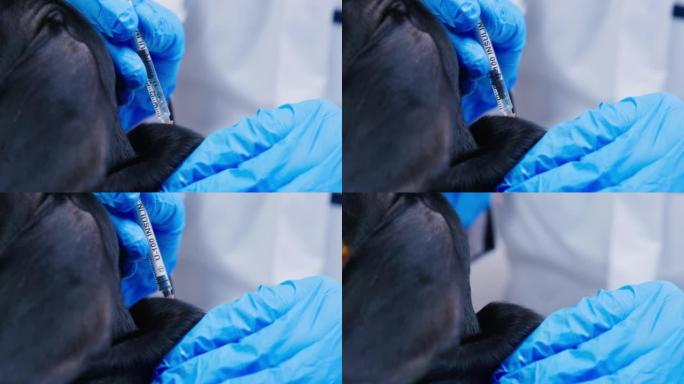 戴着无菌手套的医生给狗的枯萎注射，给它接种传染病和病毒，关闭。兽医诊所宠物的常规医疗程序。