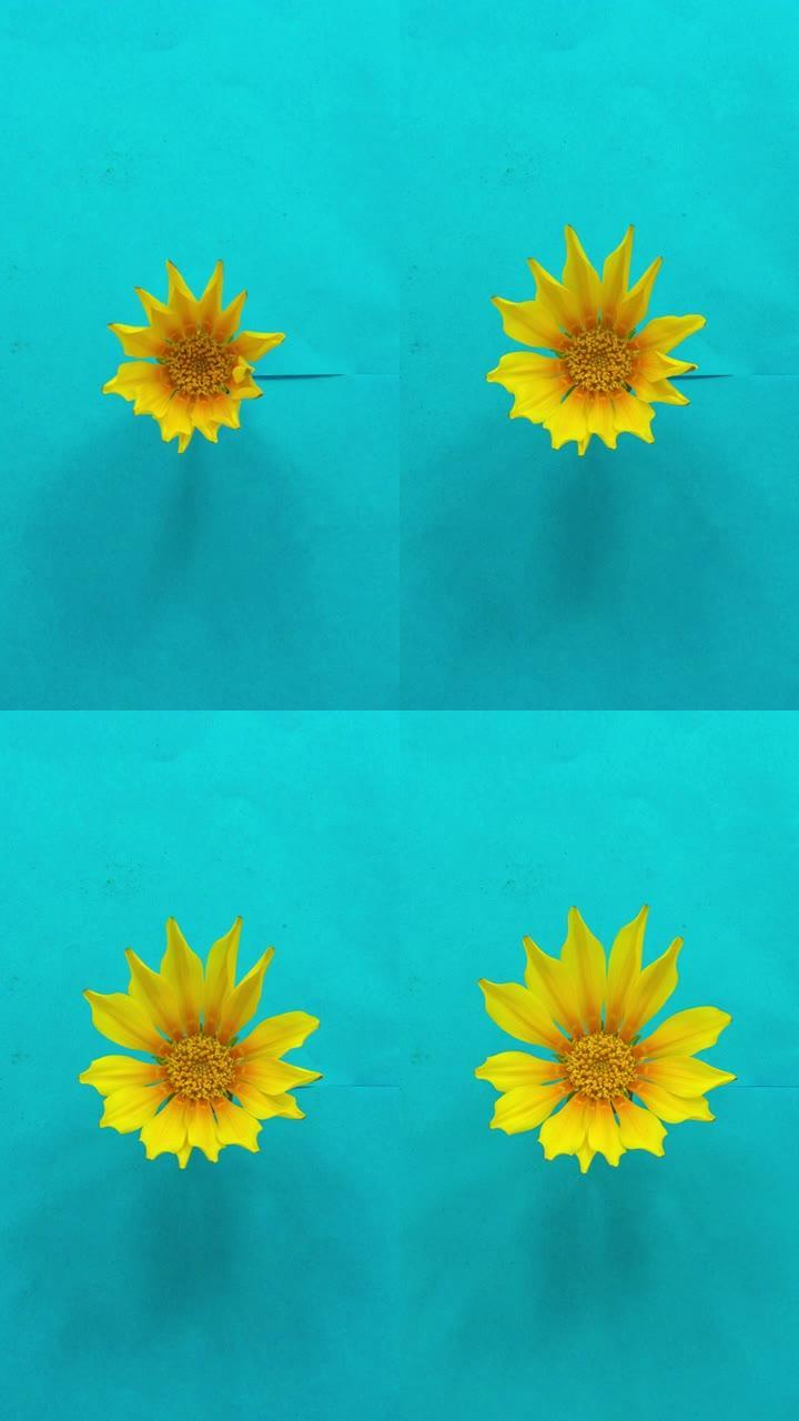 黄色太阳花-Gazania在白色背景上的延时4k视频中绽放。9:16比例的垂直时间流逝手机和社交媒体