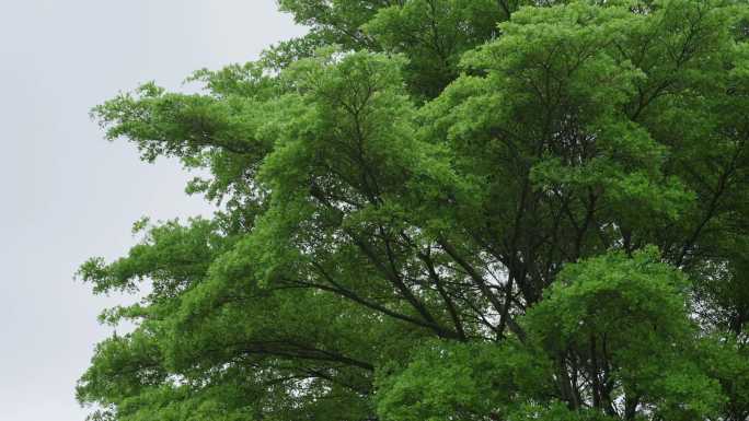 茂盛的绿色树枝2